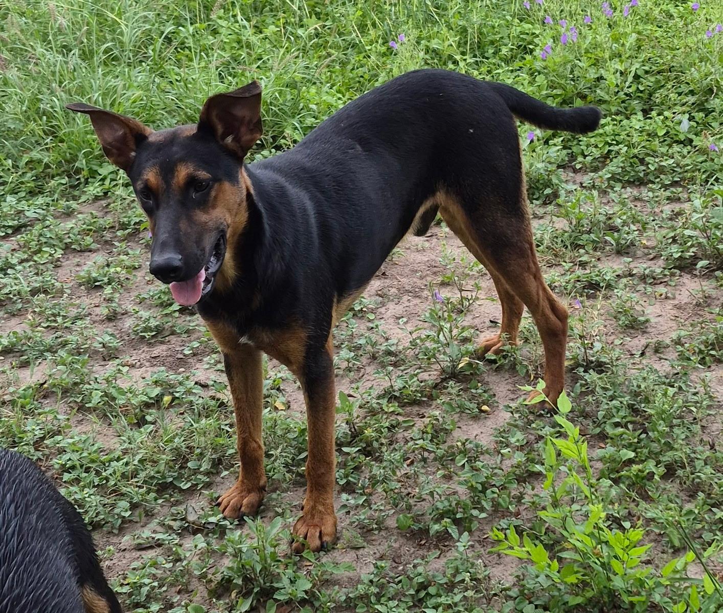 Pretzel, adopted, Young Male German Shepherd Dog & Doberman Pinscher.