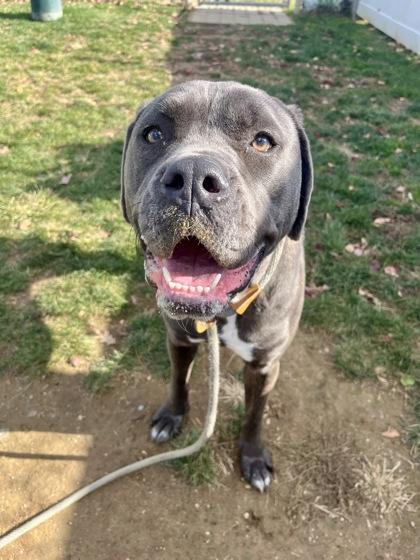 Destiny, Adoptable, Adult Female Mixed Breed & Mixed Breed.