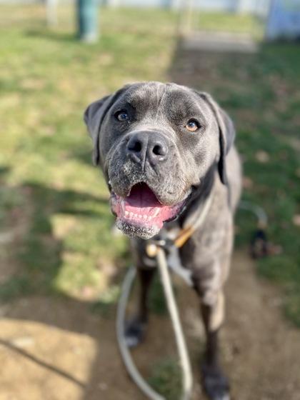 Destiny, Adoptable, Adult Female Mixed Breed & Mixed Breed.