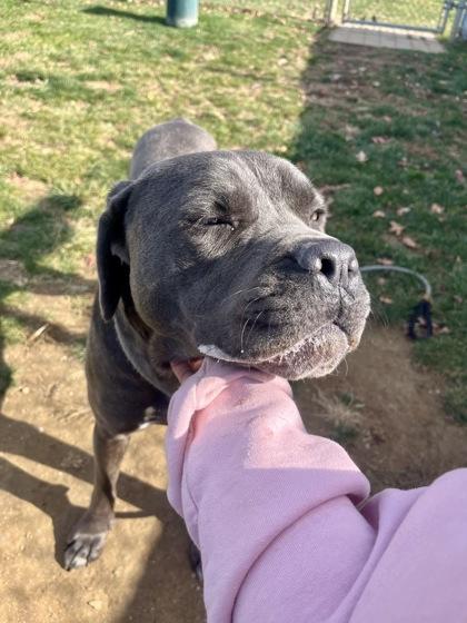 Destiny, a Adoptable Mixed Breed in Fallston, MD image 3/3