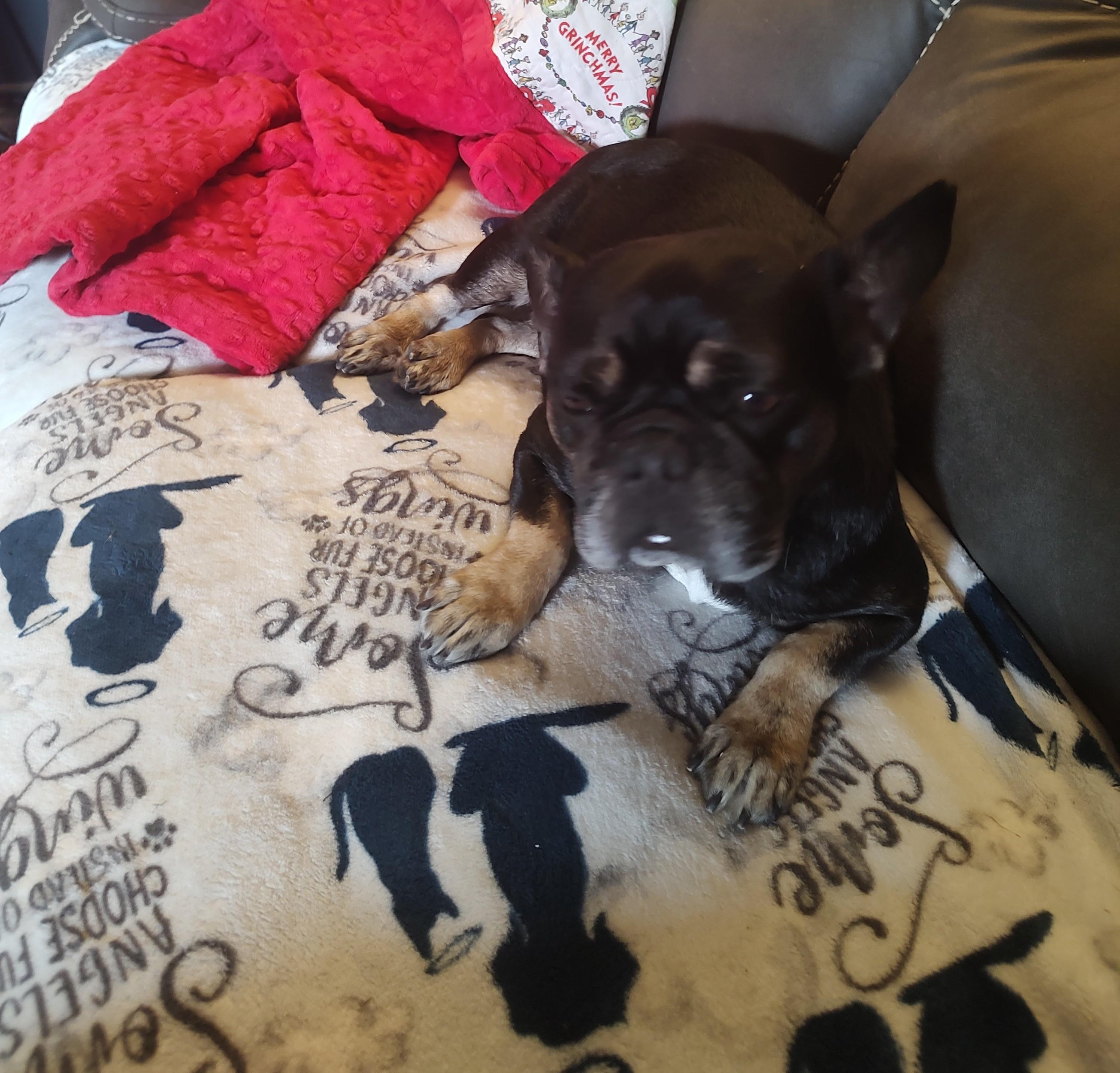 Enlarge Piper, a Adoptable French Bulldog in Azle, TX image 1/5