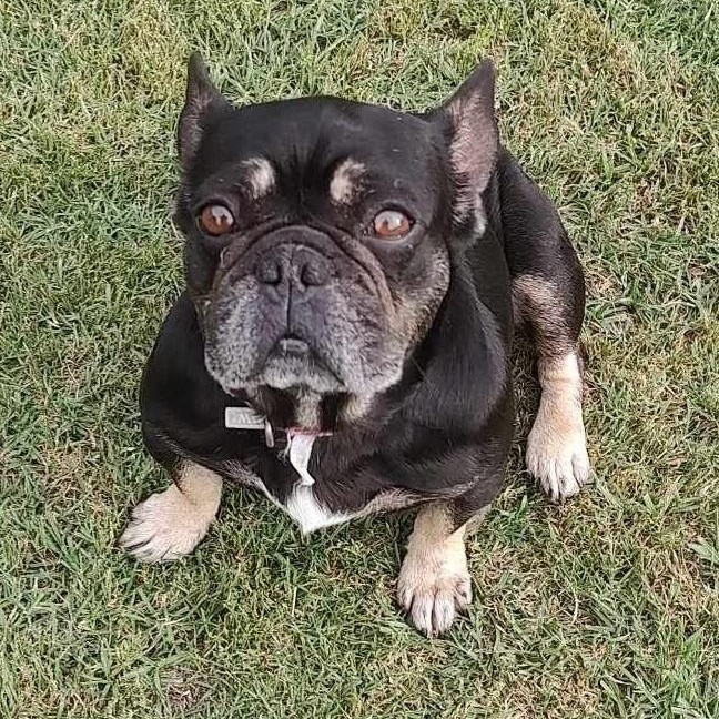 Piper, Adoptable, Adult Female French Bulldog.