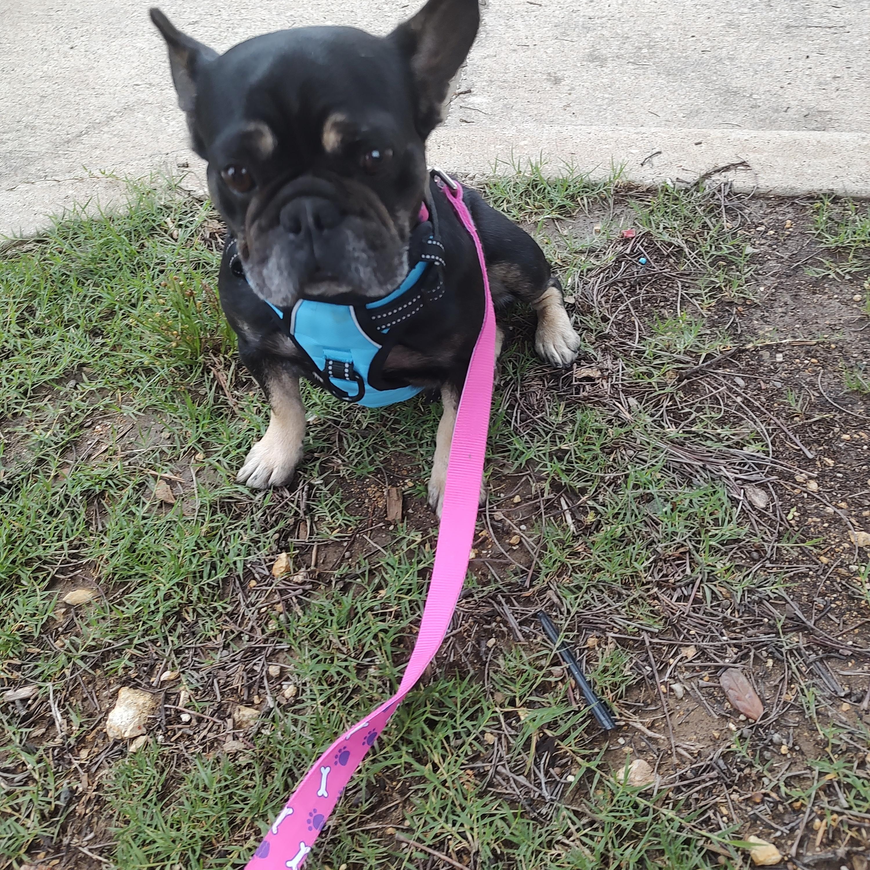 Enlarge Piper, a Adoptable French Bulldog in Azle, TX image 4/5
