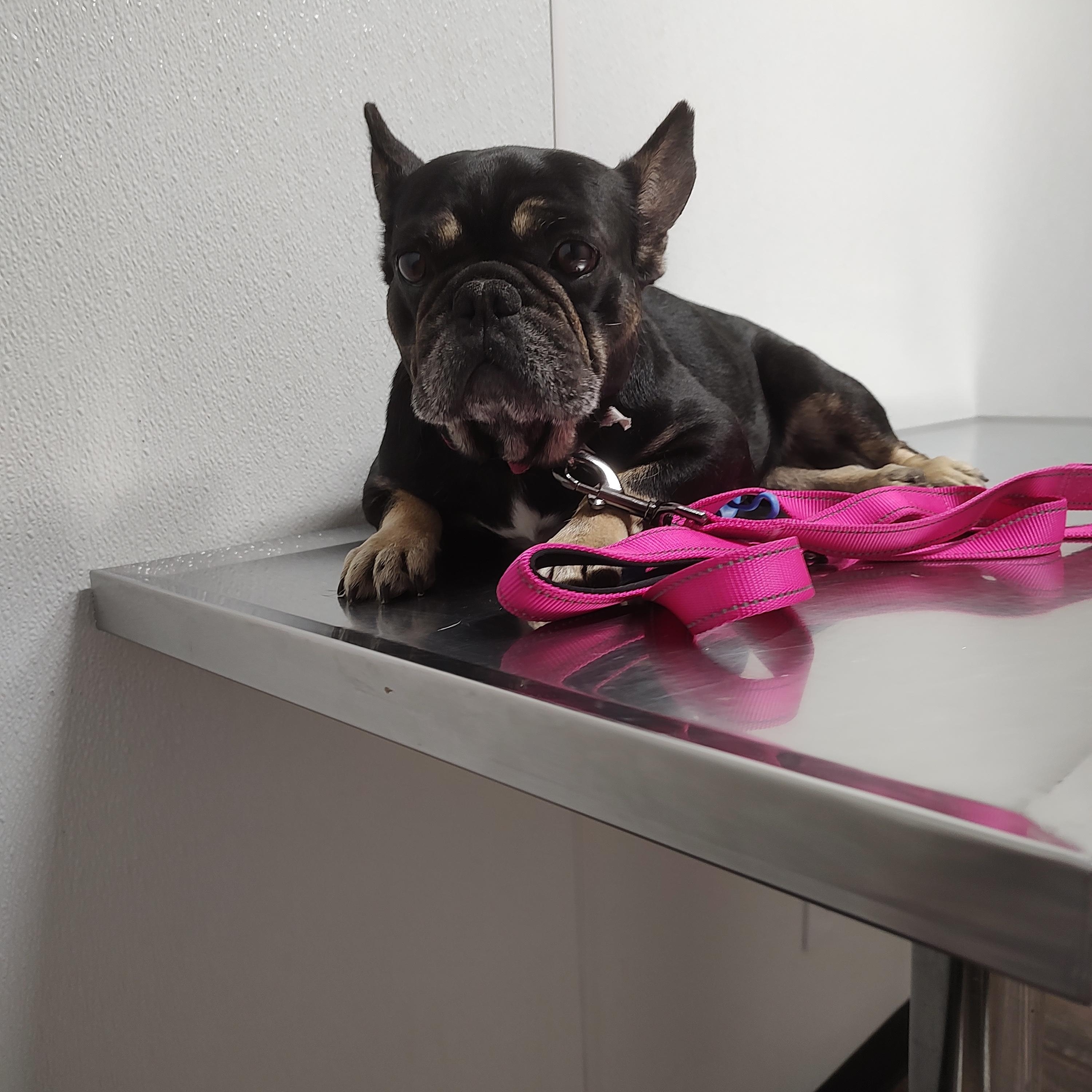Enlarge Piper, a Adoptable French Bulldog in Azle, TX image 5/5