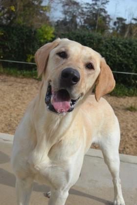 Enlarge Buddy, a Adoptable Labrador Retriever in New Orleans, LA image 1/3