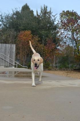 Enlarge Buddy, a Adoptable Labrador Retriever in New Orleans, LA image 2/3