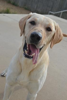 Enlarge Buddy, a Adoptable Labrador Retriever in New Orleans, LA image 3/3