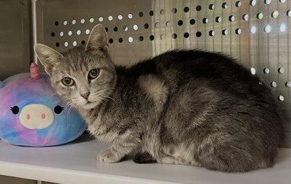 Crockpot, Adoptable, Adult Female Domestic Short Hair & Domestic Short Hair.