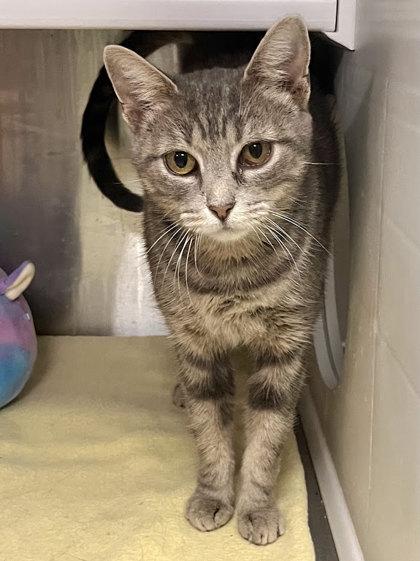 Enlarge Crockpot, a Adoptable Domestic Short Hair in Twinsburg, OH image 2/2