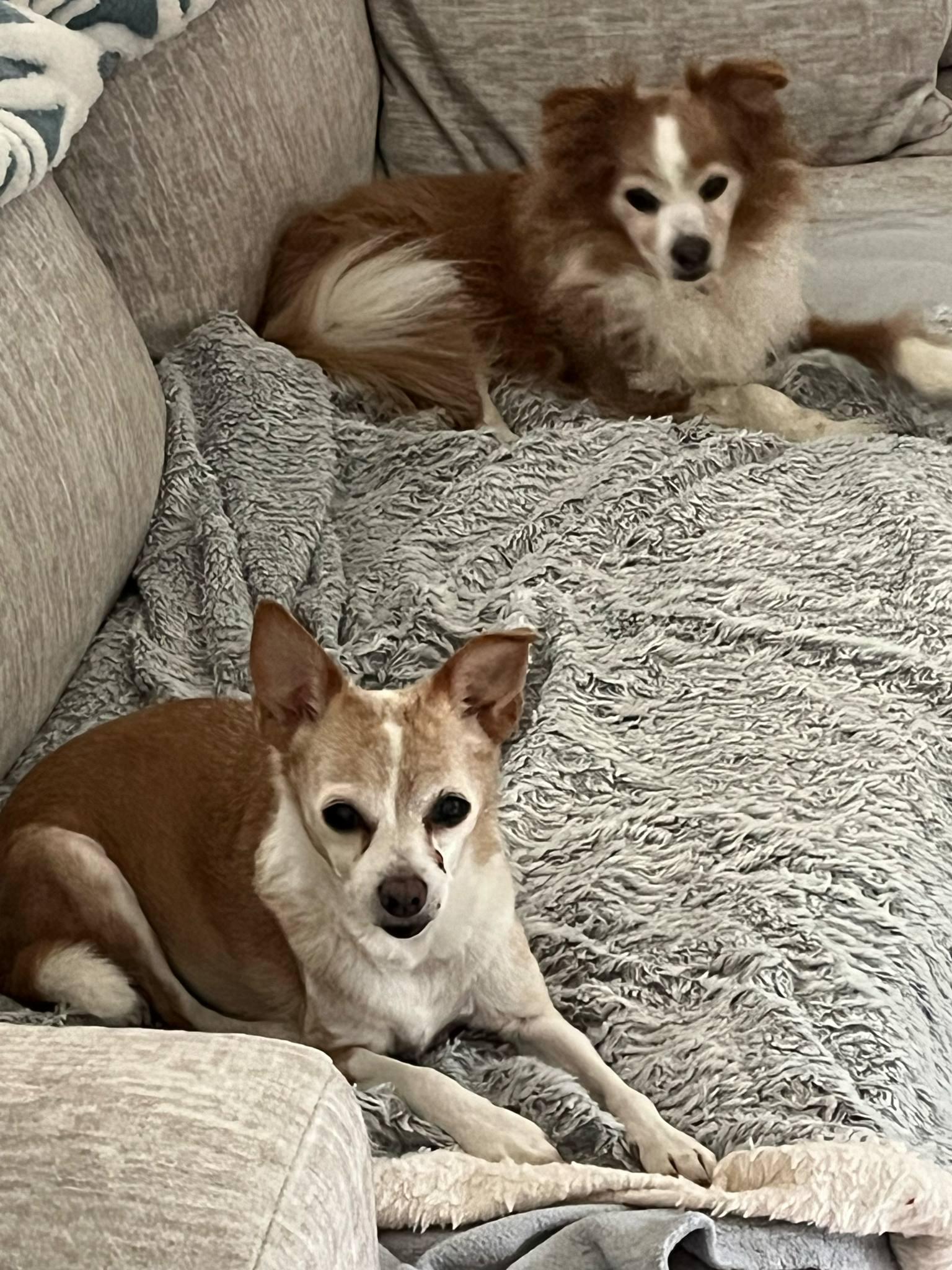 Max and molly, Senior Male Papillon