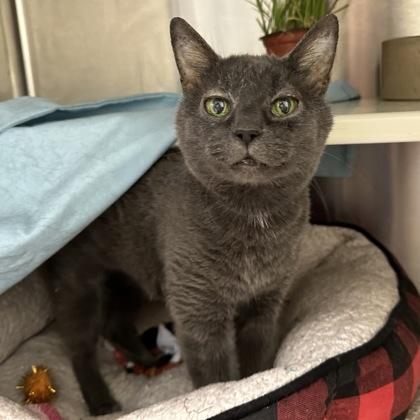 Violet, Adoptable, Adult Female Domestic Short Hair & Domestic Short Hair.