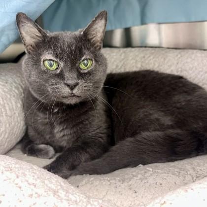 Enlarge Violet, a Adoptable mixed breed in Merriam, KS image 2/2