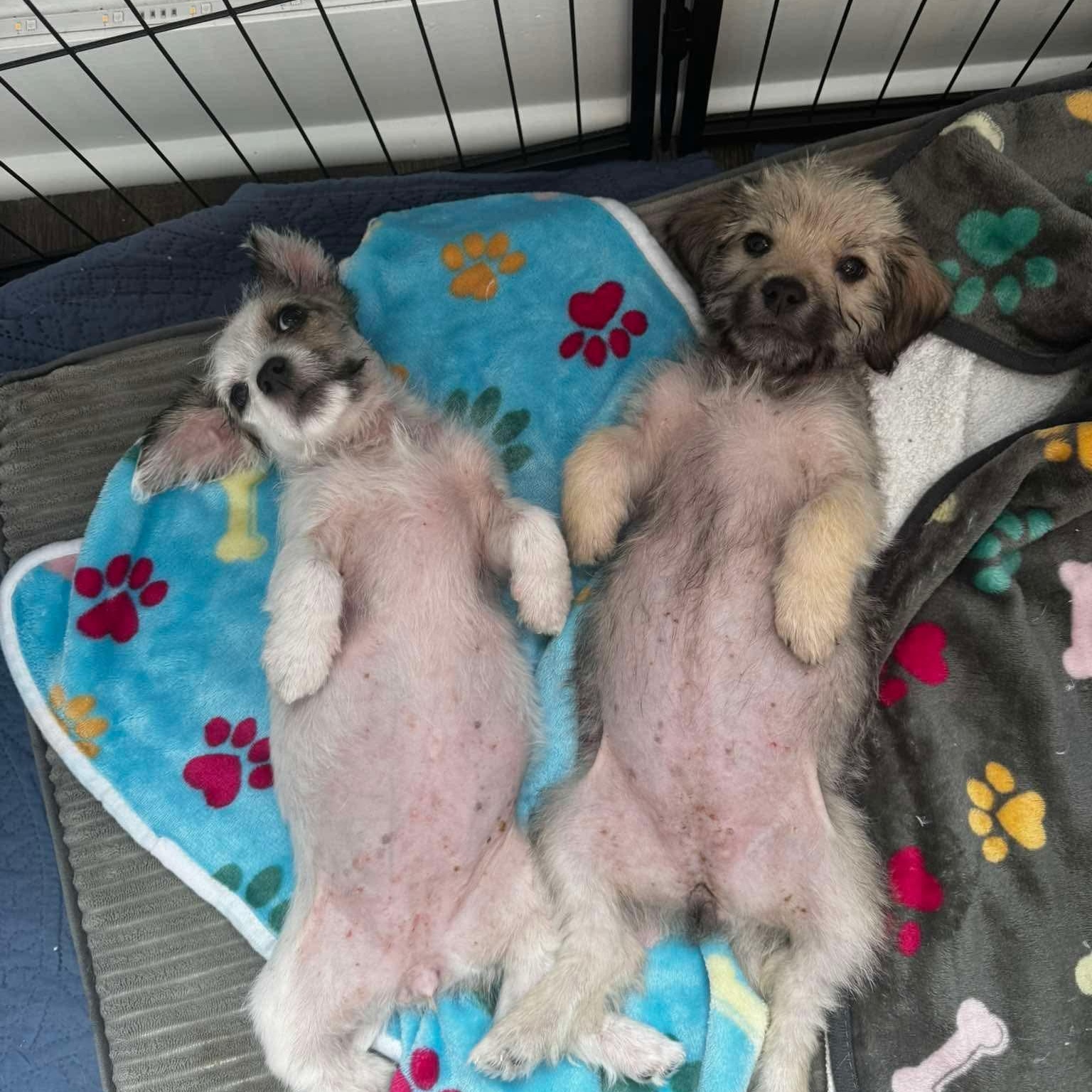 Athena — thumbnail 2