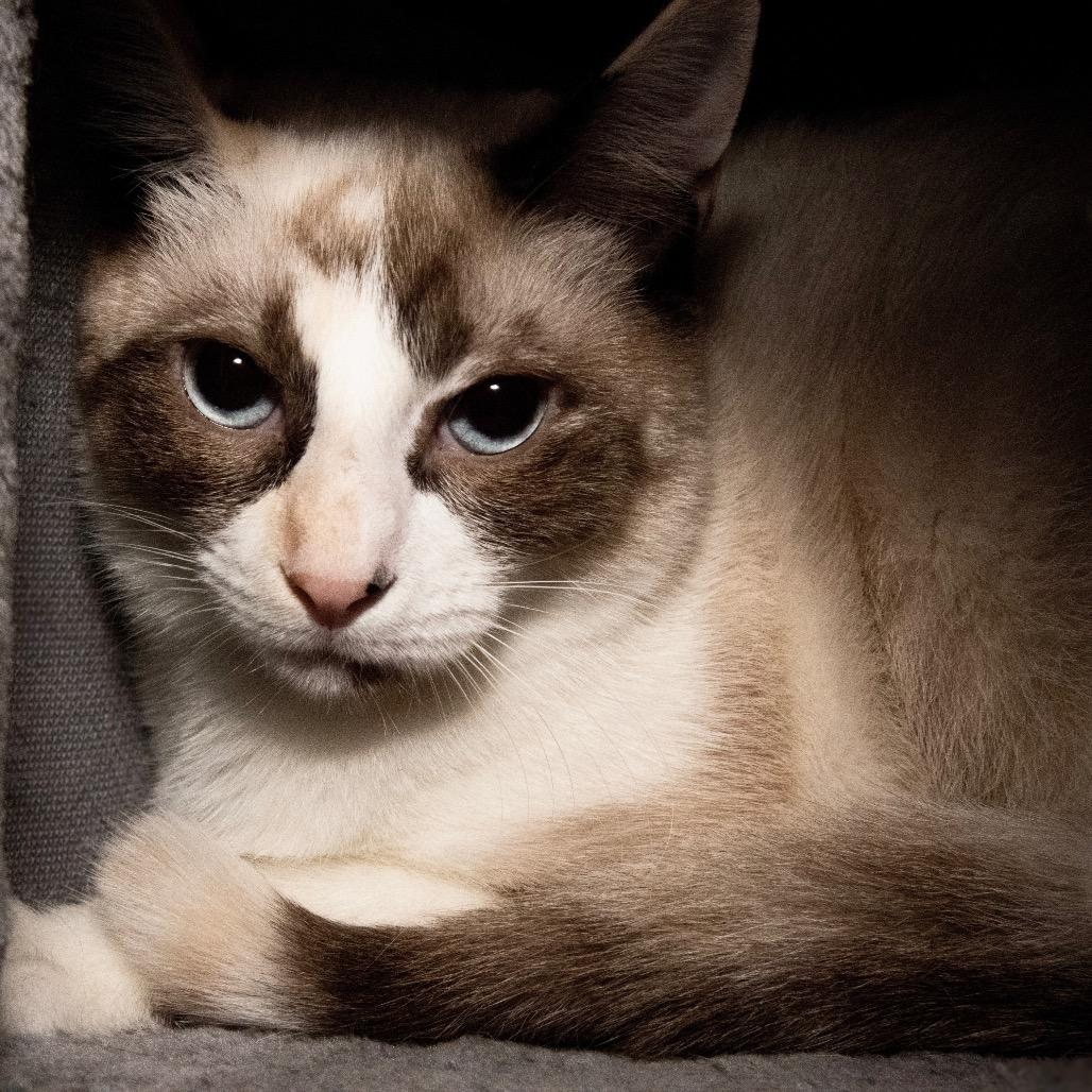 Ruby, Adoptable, Young Female Siamese.