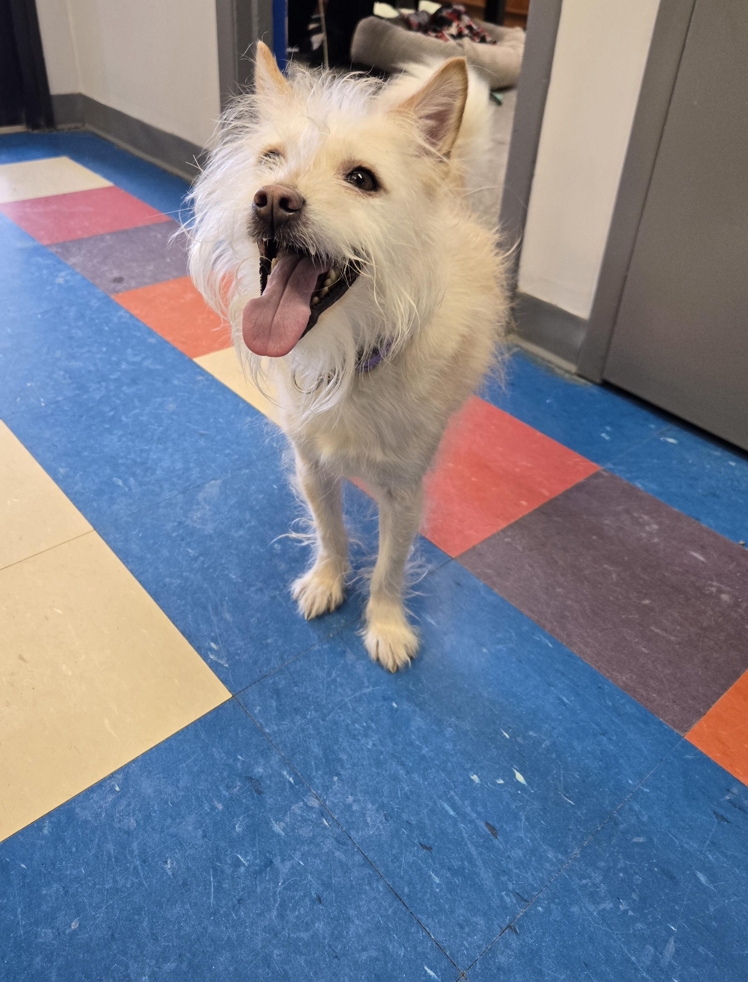 Enlarge Yoda, an adopted mixed breed in Bowmanville, ON image 1/5