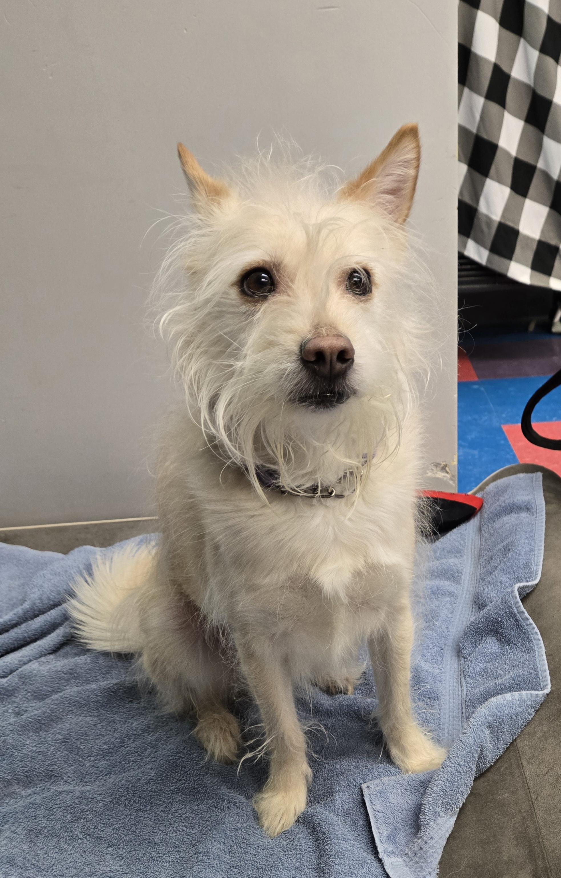 Enlarge Yoda, an adopted mixed breed in Bowmanville, ON image 2/5