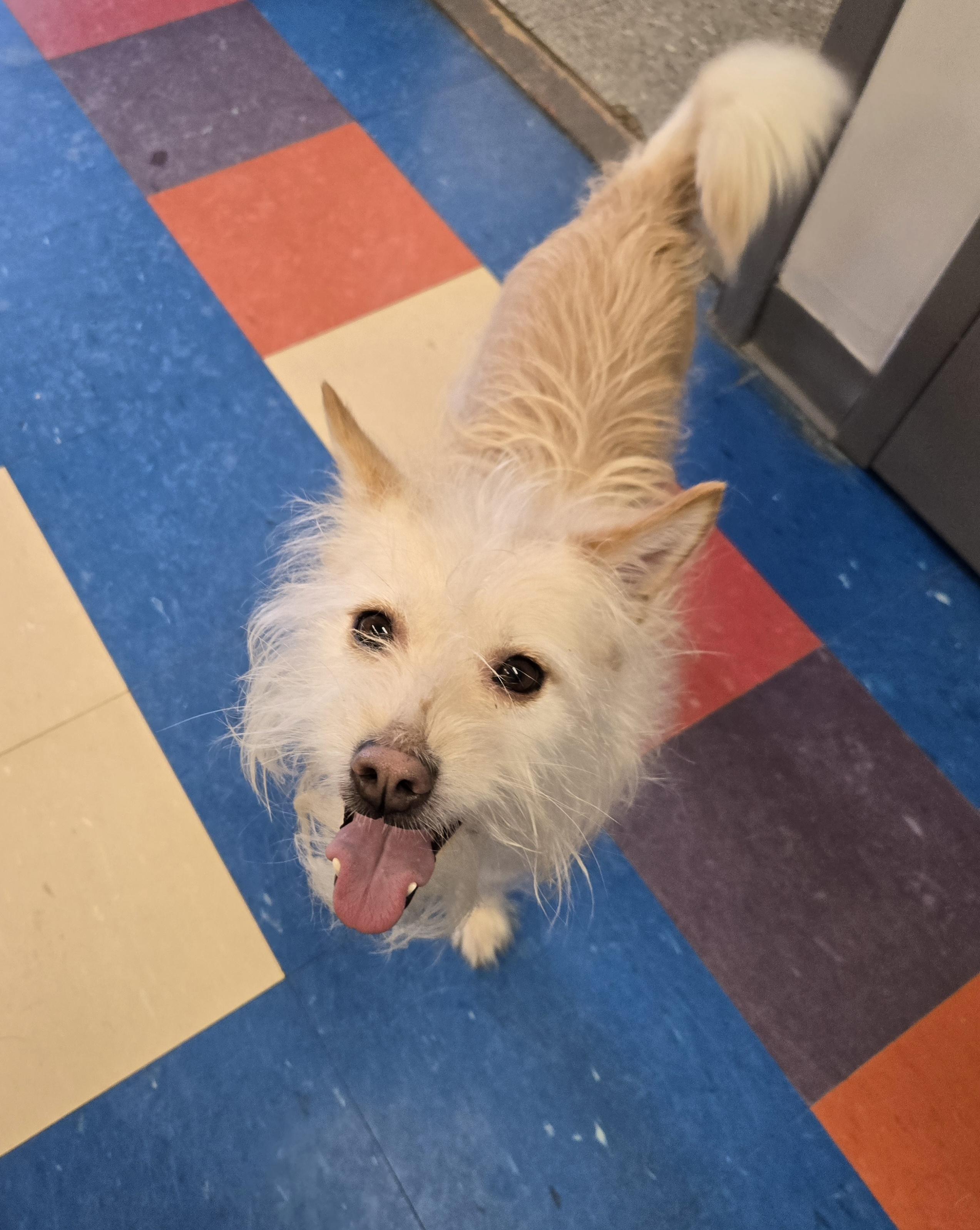 Enlarge Yoda, an adopted mixed breed in Bowmanville, ON image 3/5