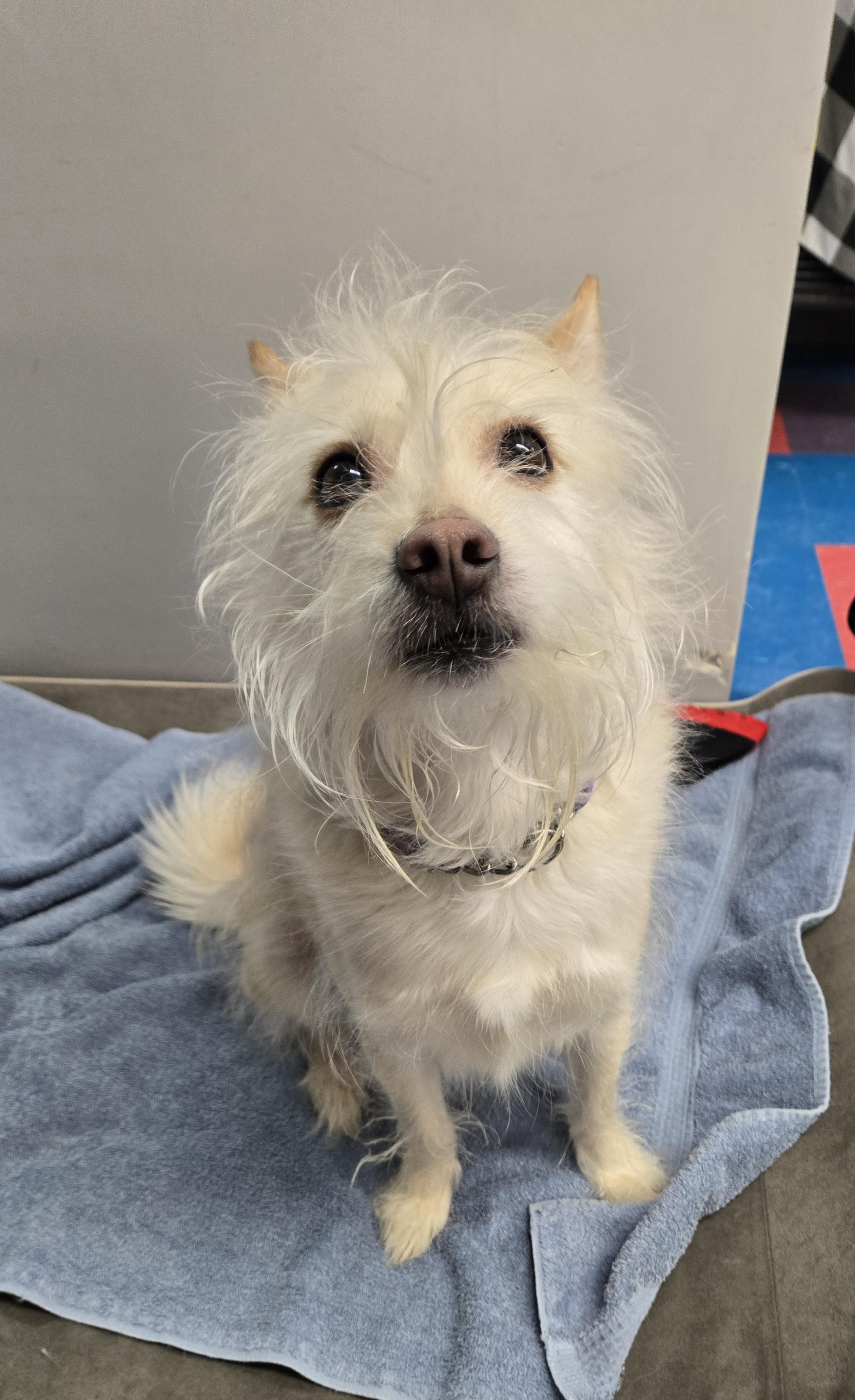 Enlarge Yoda, an adopted mixed breed in Bowmanville, ON image 4/5