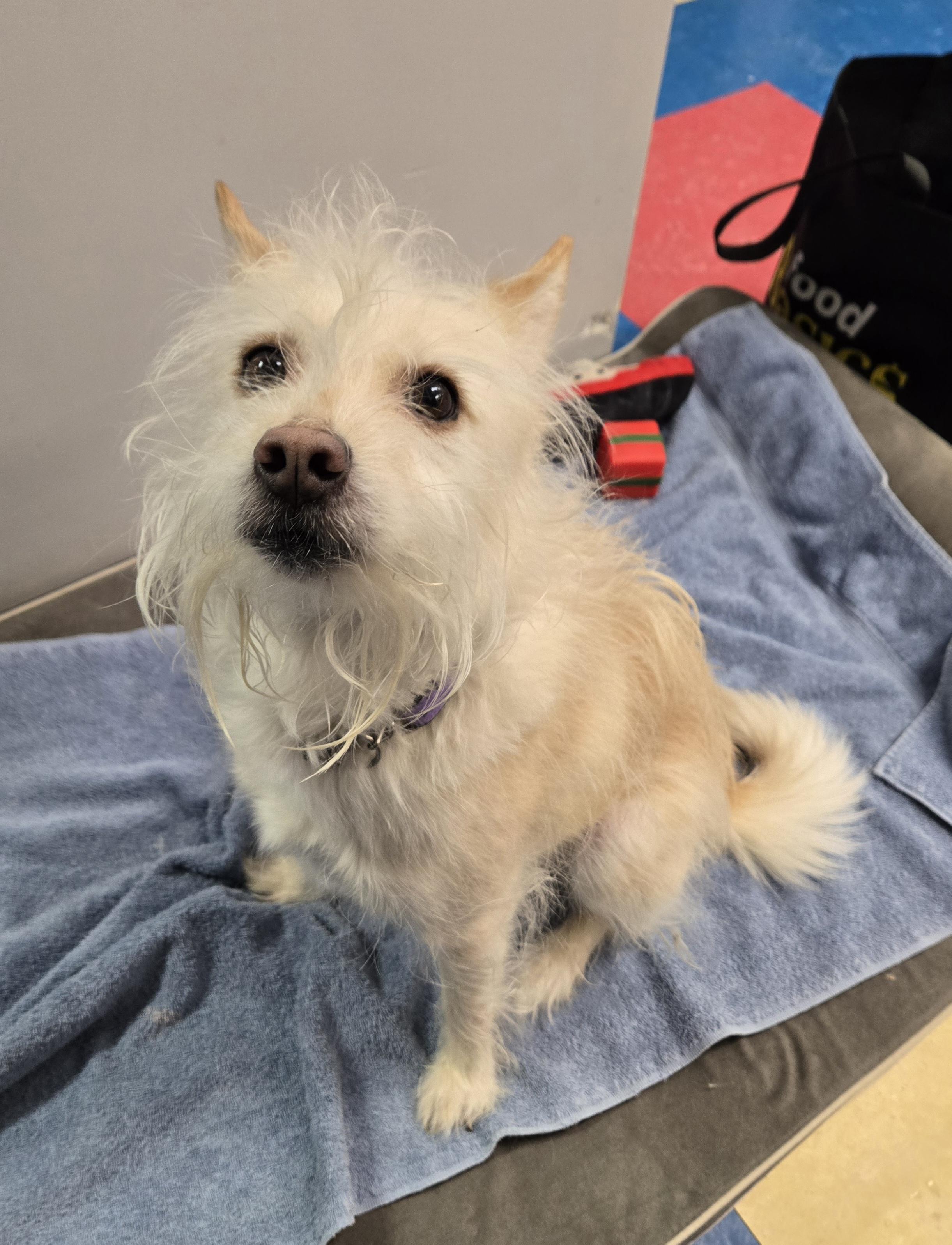 Enlarge Yoda, an adopted mixed breed in Bowmanville, ON image 5/5