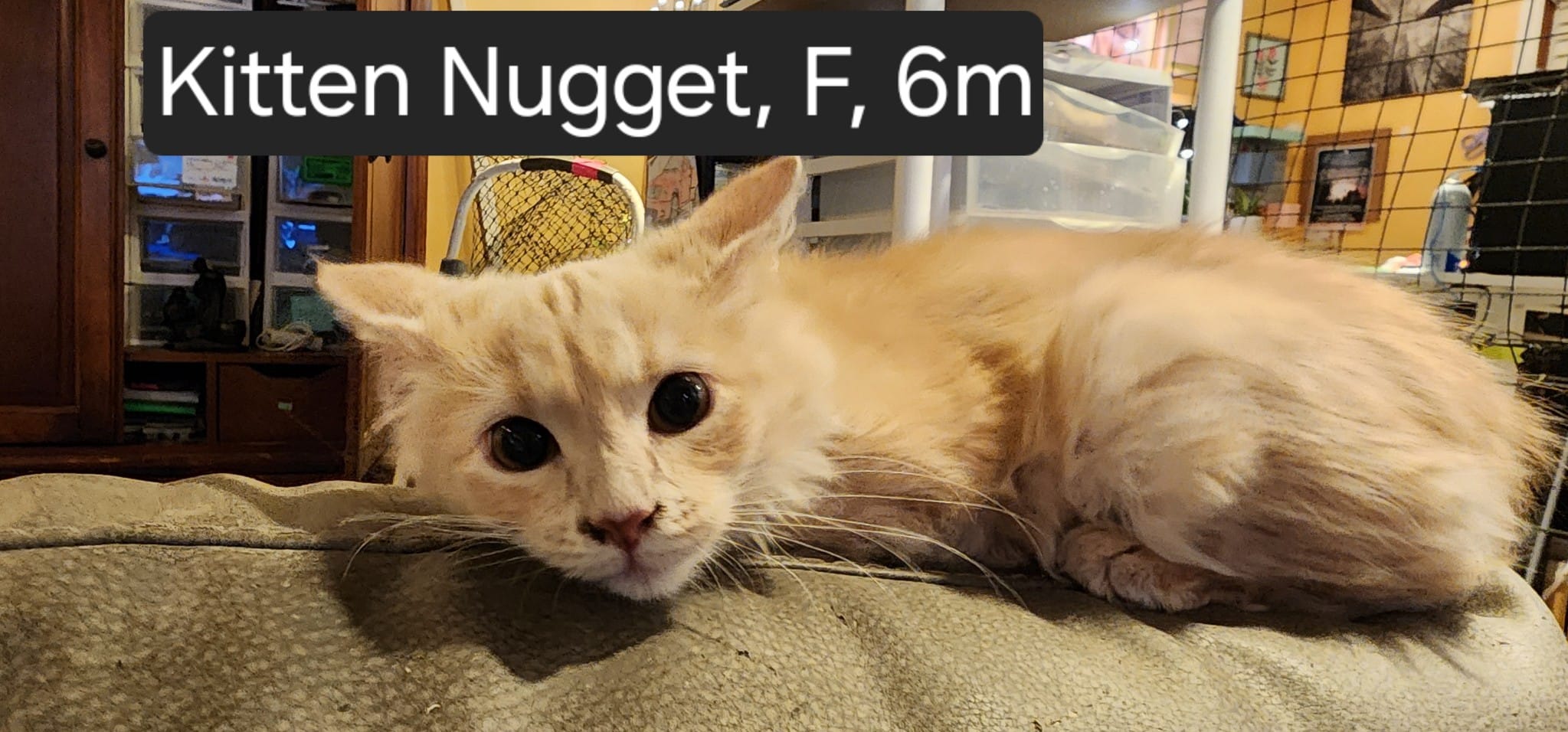 Kitten Nugget, Adopted, Young Female Domestic Long Hair.
