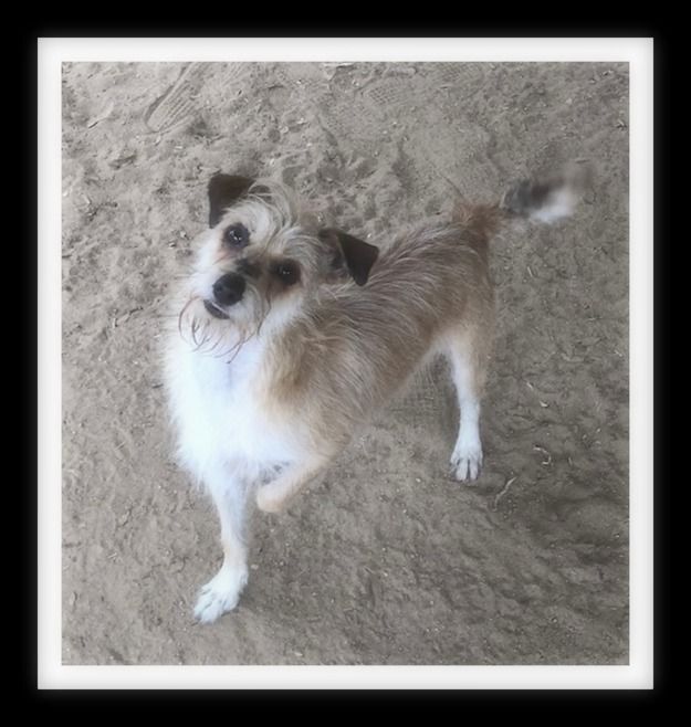 BANJO (PLEASE submit an application @ southernstaranimalrescue.org)