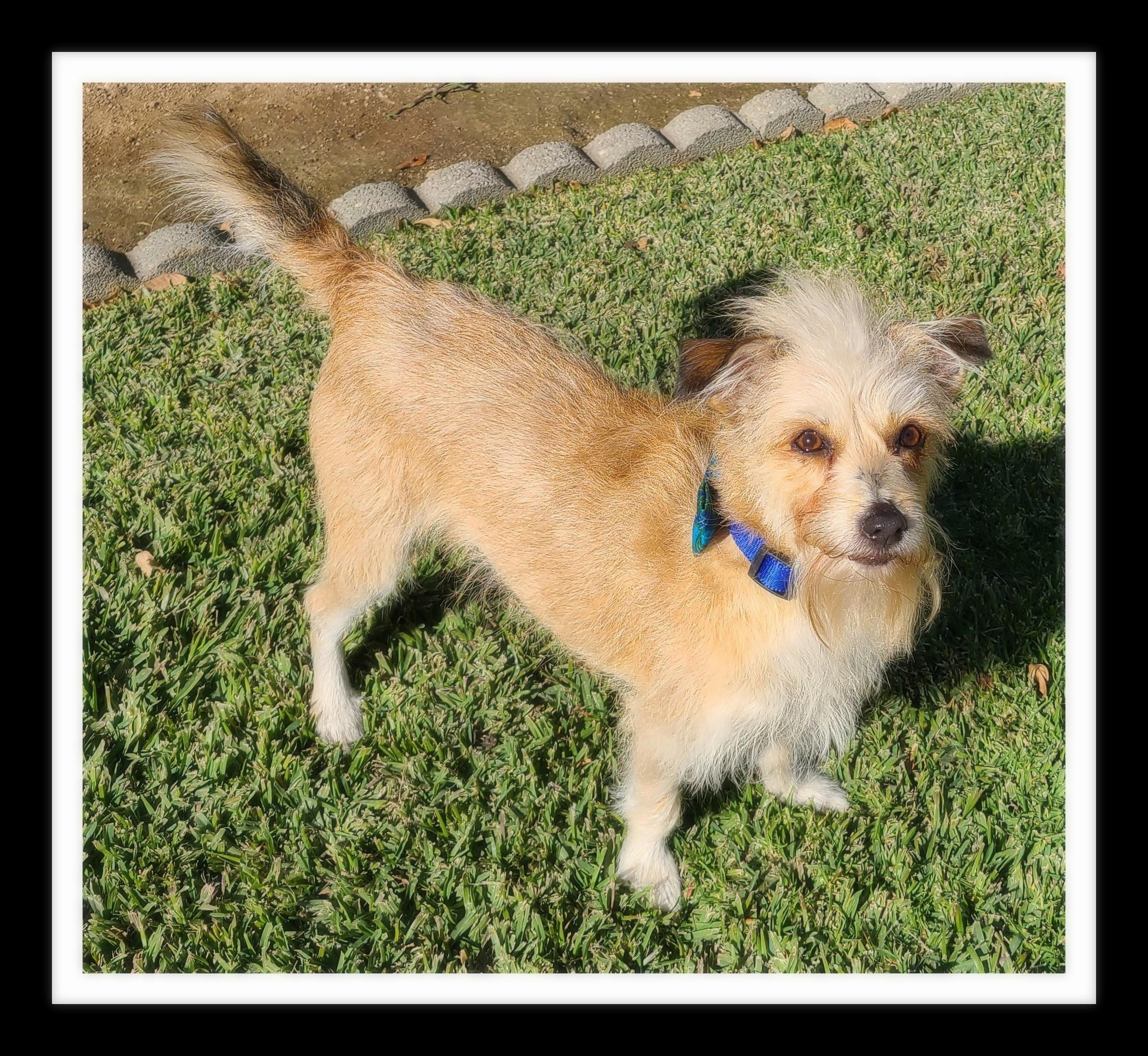 BANJO (PLEASE submit an application @ southernstaranimalrescue.org)