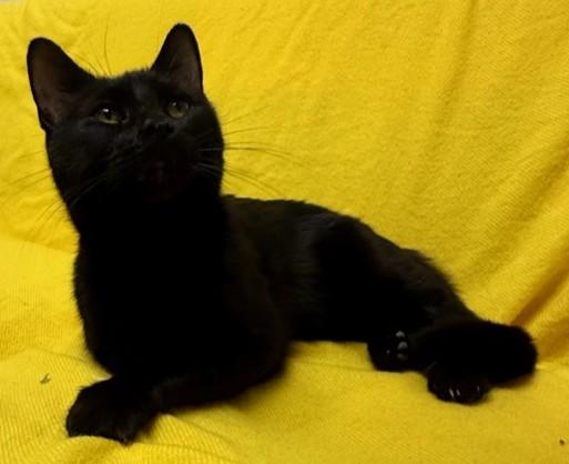 MiMi, ADOPTABLE, Adult Female Domestic Short Hair.