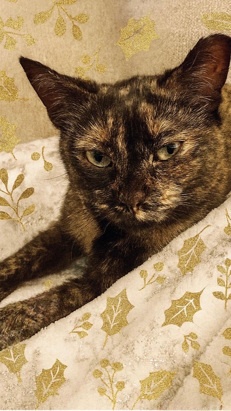 Enlarge Tess and Zoey (bonded mother and daughter), a Adoptable Domestic Short Hair in Columbia, SC image 5/6