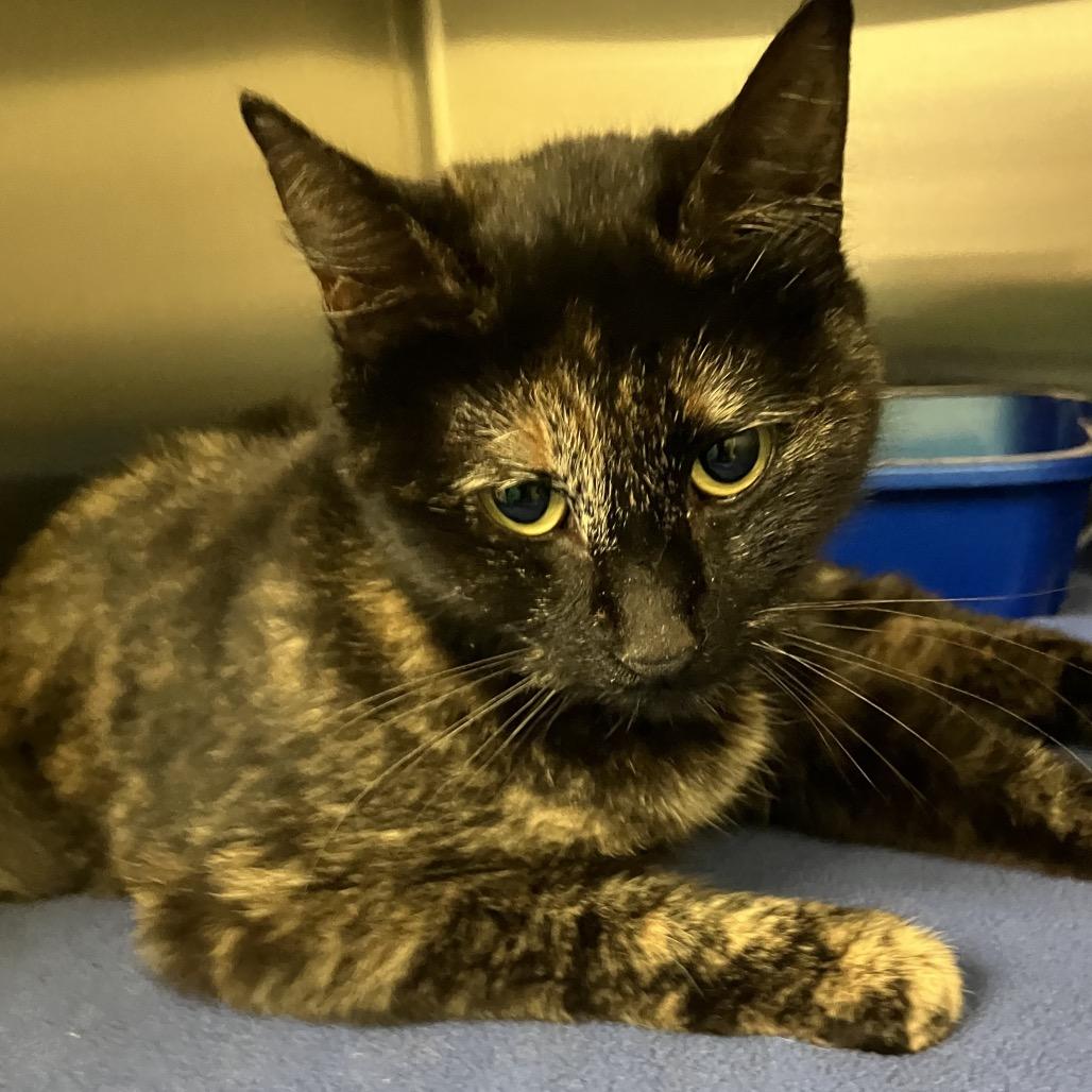 Stray 04/01/26 A64607, Adoptable, Adult Female Domestic Short Hair.