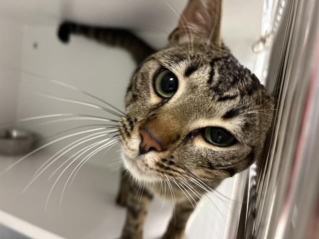 Enlarge CICHLID, a Adoptable Domestic Short Hair in Kent, WA image 1/1