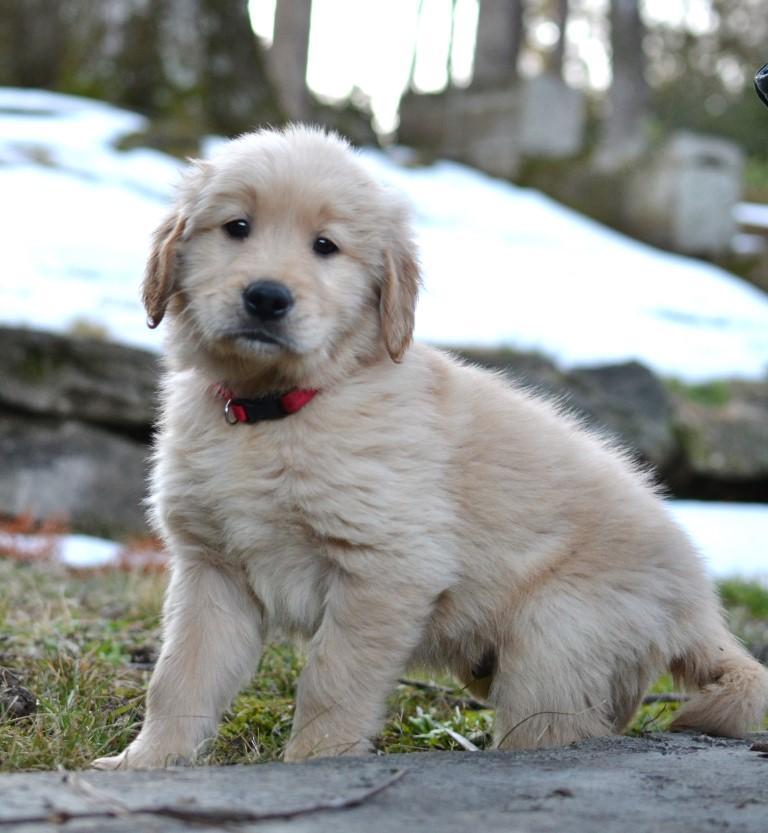 Enlarge Connor, an adopted Golden Retriever in White Plains, NY image 2/5