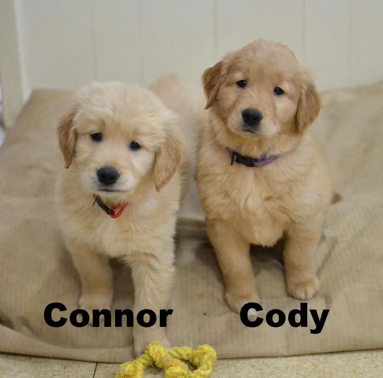 Enlarge Connor, an adopted Golden Retriever in White Plains, NY image 3/5