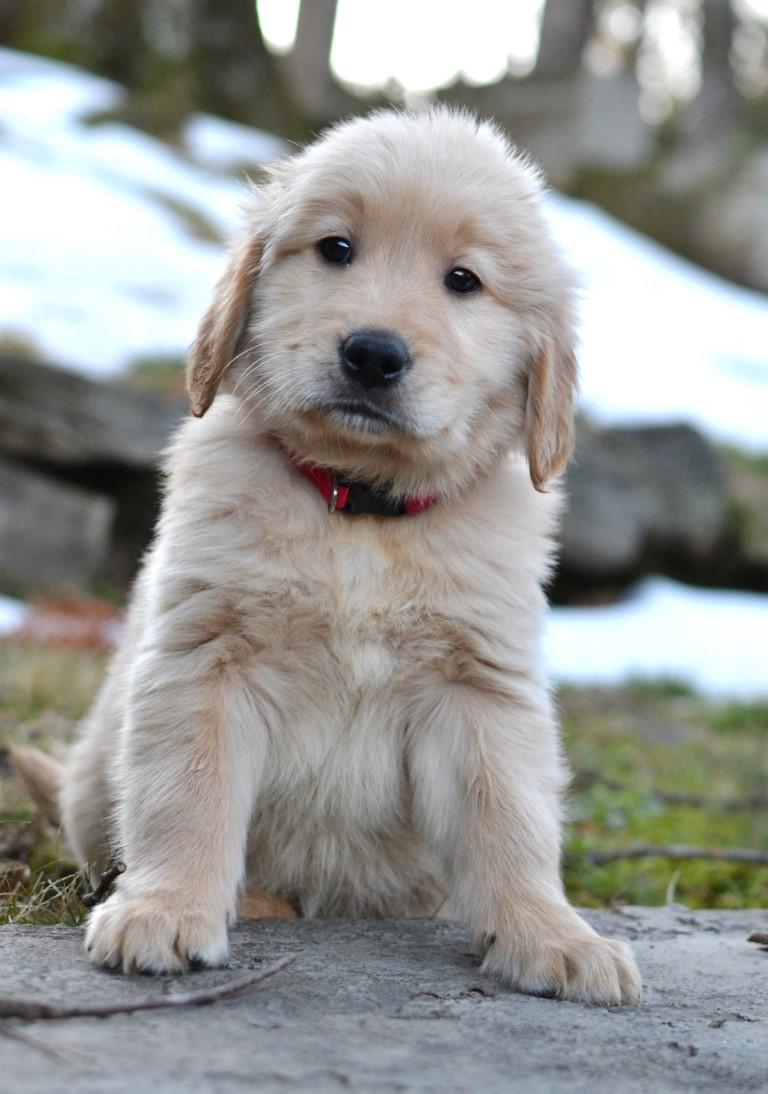 Enlarge Connor, an adopted Golden Retriever in White Plains, NY image 1/5
