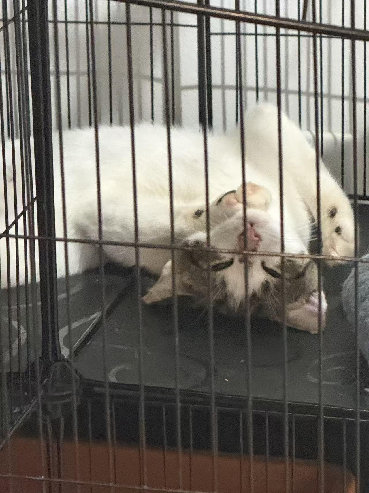 Snow, a ADOPTABLE mixed breed in Flushing, NY image 5/6