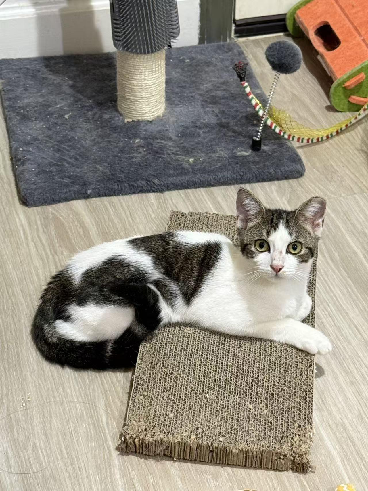 Snow, a ADOPTABLE mixed breed in Flushing, NY image 6/6