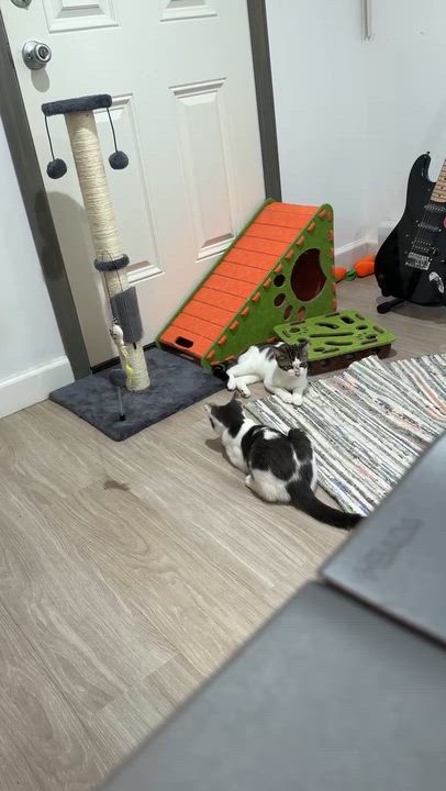 Enlarge Snow, a ADOPTABLE mixed breed in Flushing, NY video 3/6