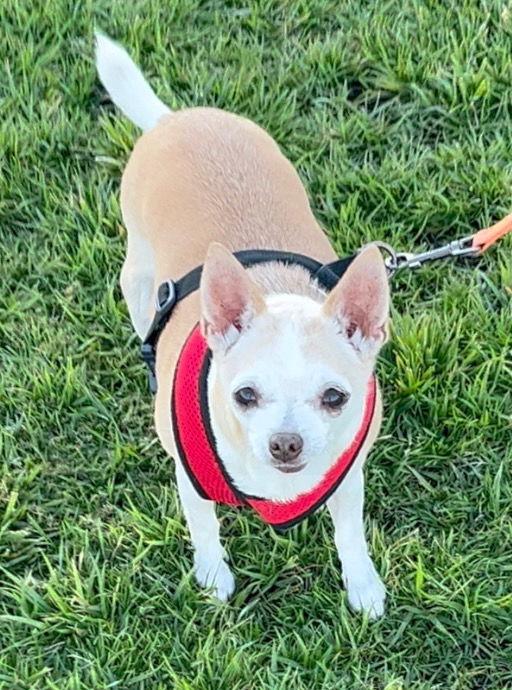Enlarge Baby, a Adoptable Chihuahua in Glendale, AZ image 1/3