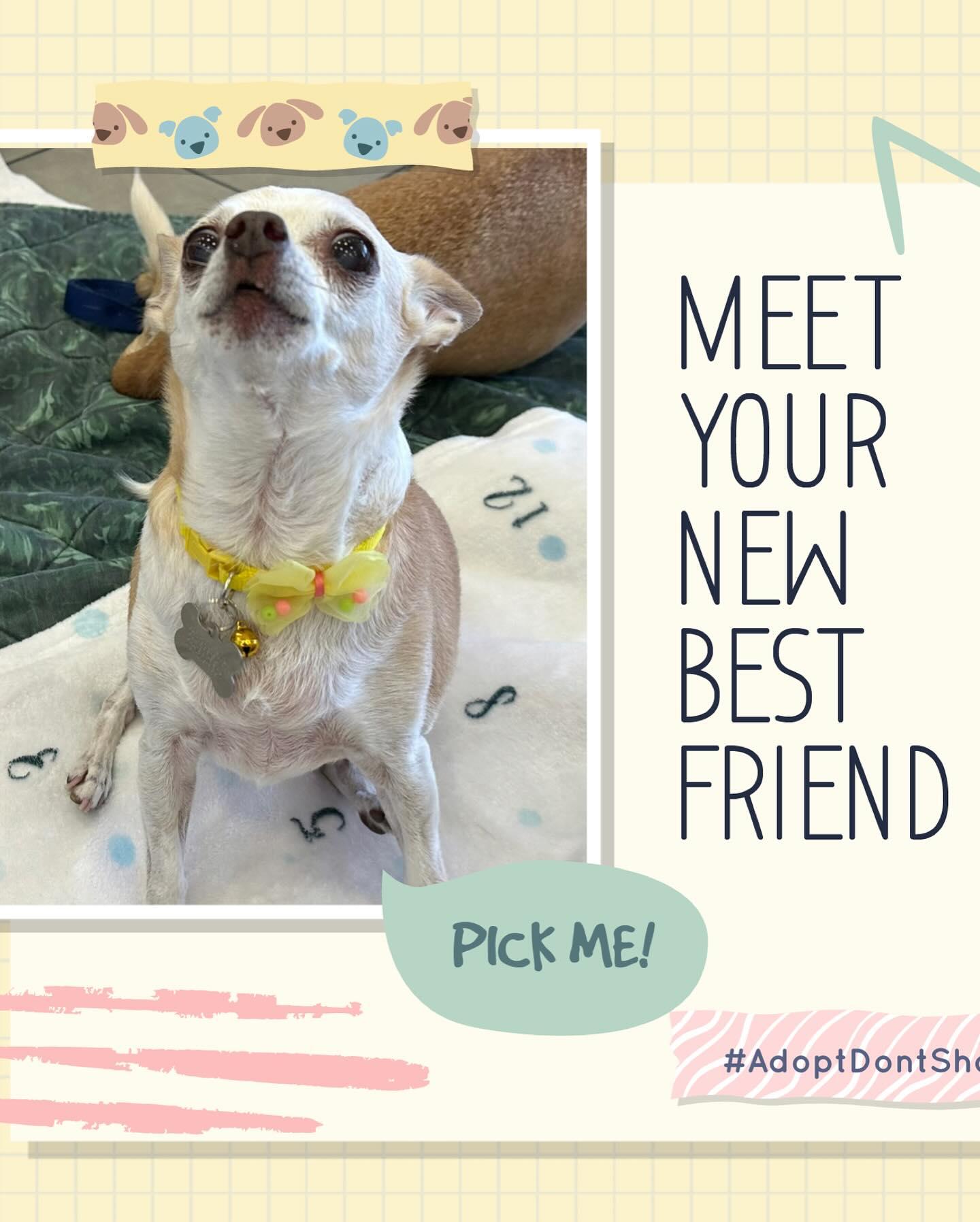 Enlarge Baby, a Adoptable Chihuahua in Glendale, AZ image 3/3