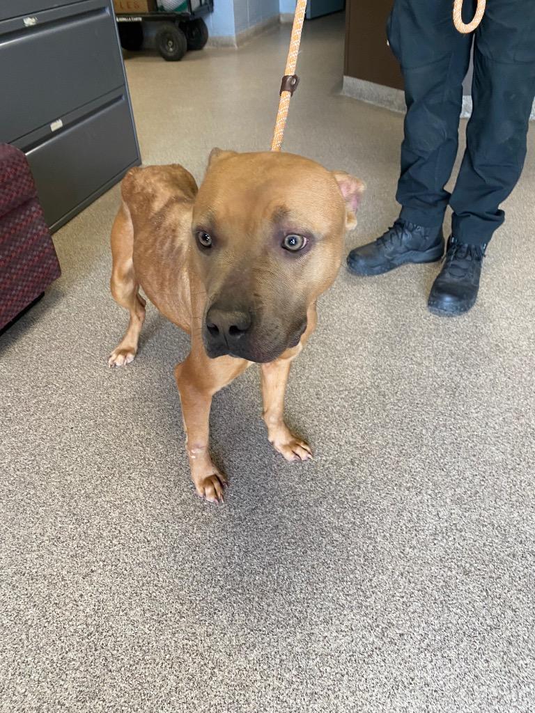 Enlarge Honey, a Adoptable Pit Bull Terrier in Troy, OH image 1/1