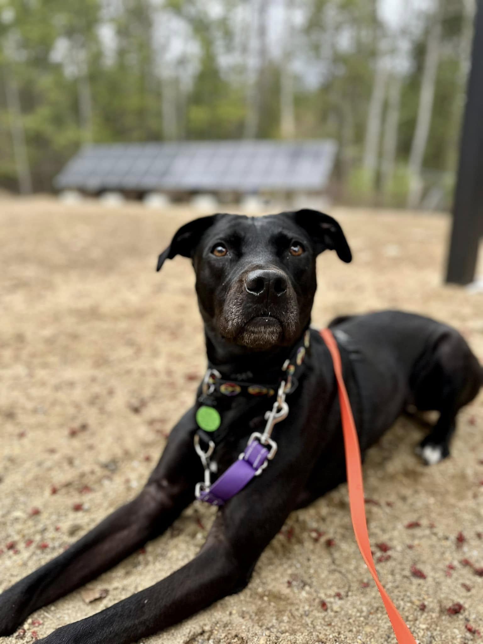 Wesson Here In Nh thumbnail 3