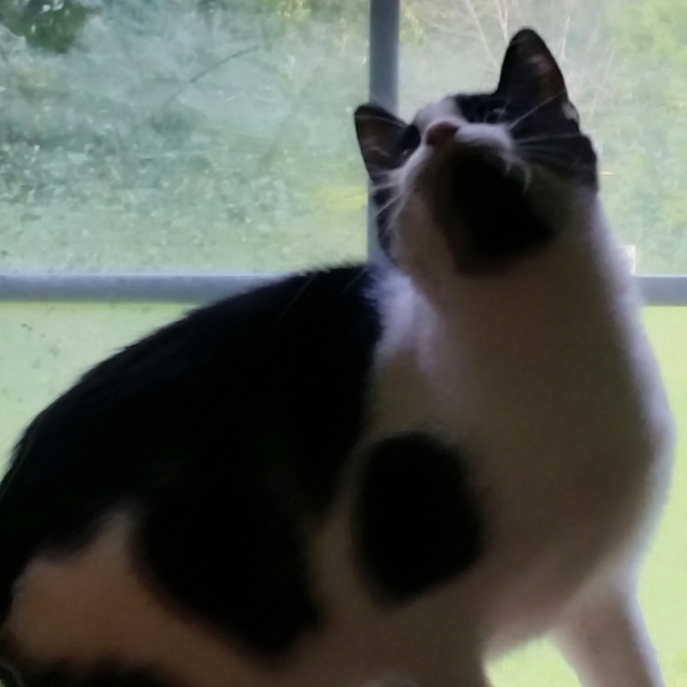 SKY, a Adoptable mixed breed in Sardinia, OH image 1/6