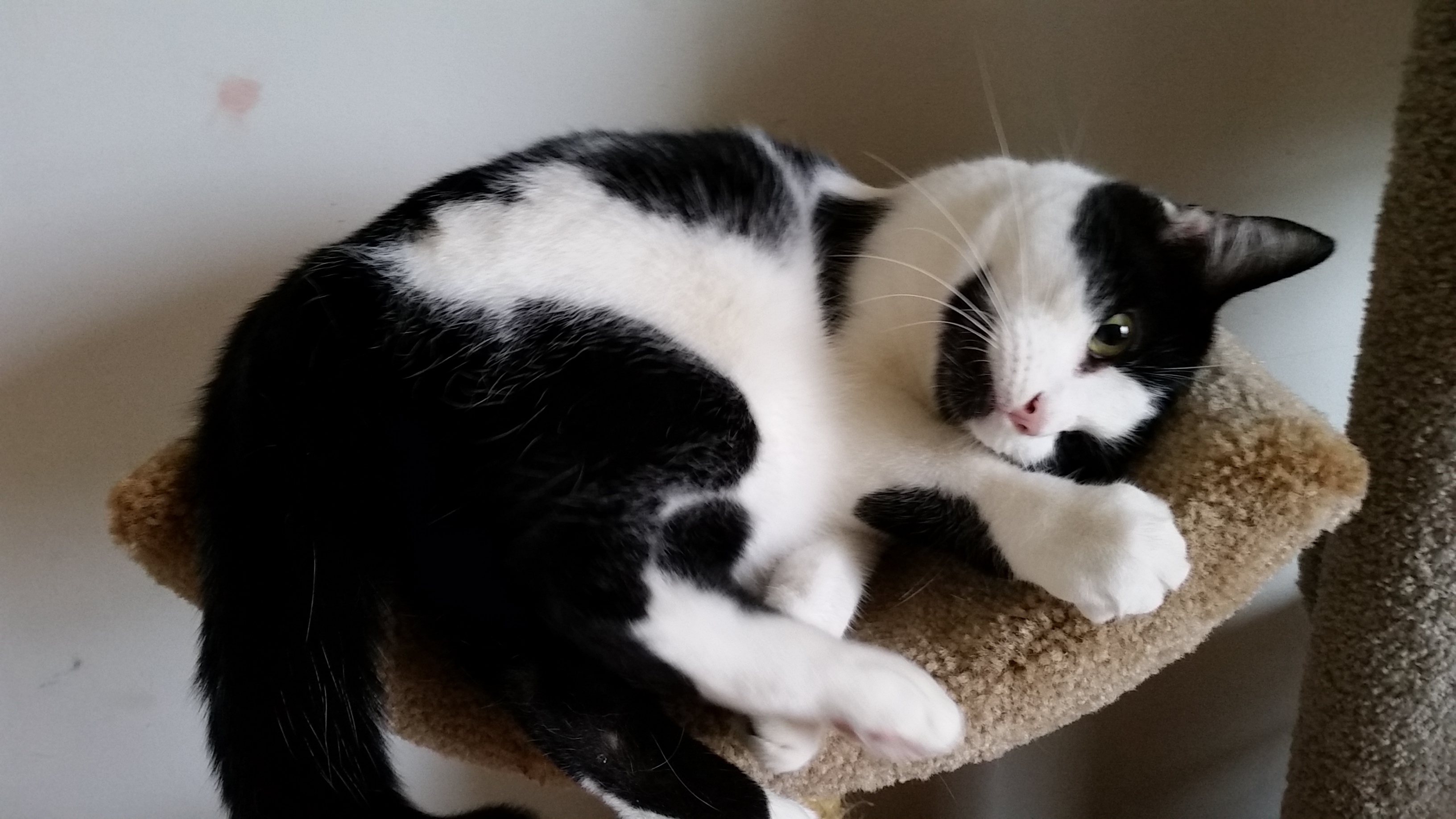 SKY, a Adoptable mixed breed in Sardinia, OH image 2/6