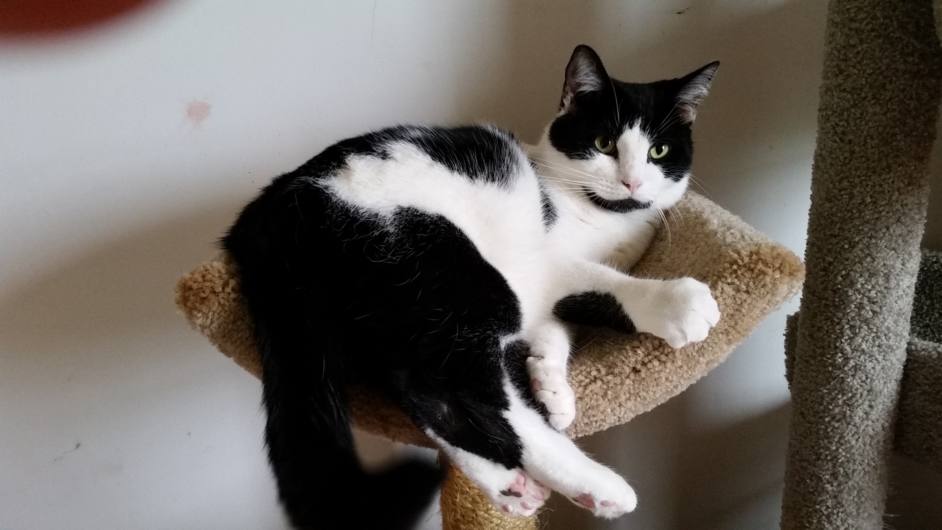 SKY, a Adoptable mixed breed in Sardinia, OH image 3/6