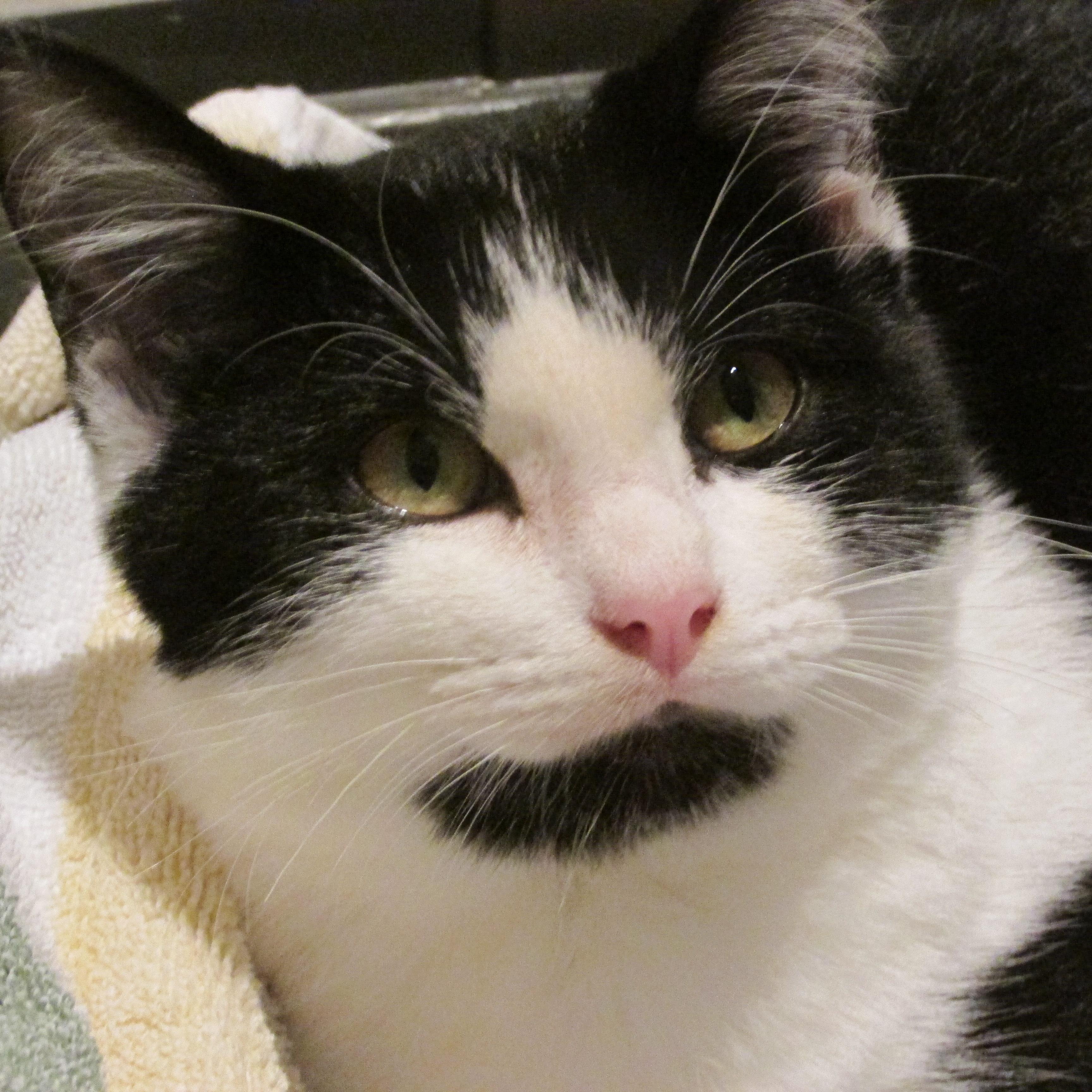 SKY, a Adoptable mixed breed in Sardinia, OH image 4/6