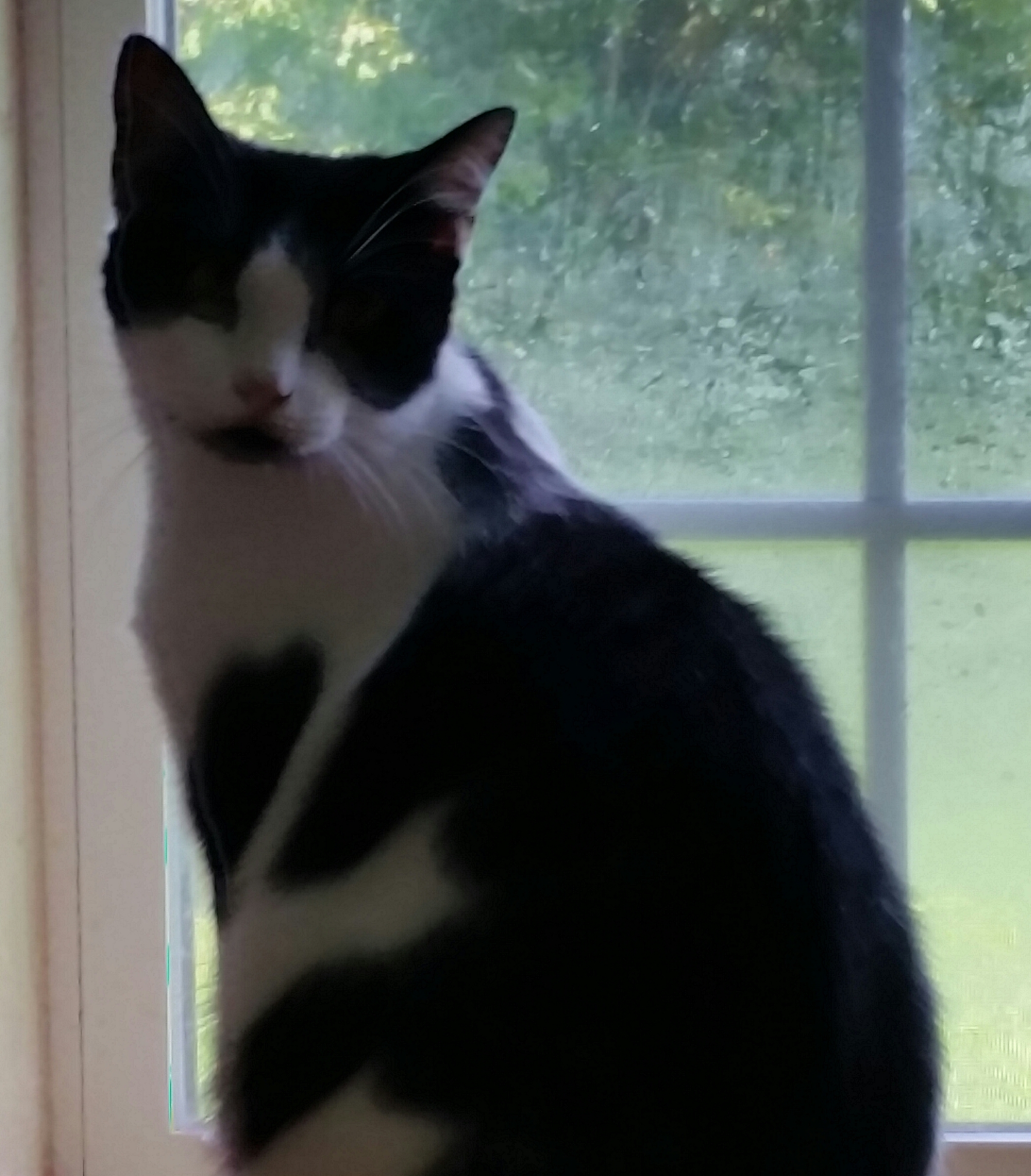 SKY, a Adoptable mixed breed in Sardinia, OH image 5/6