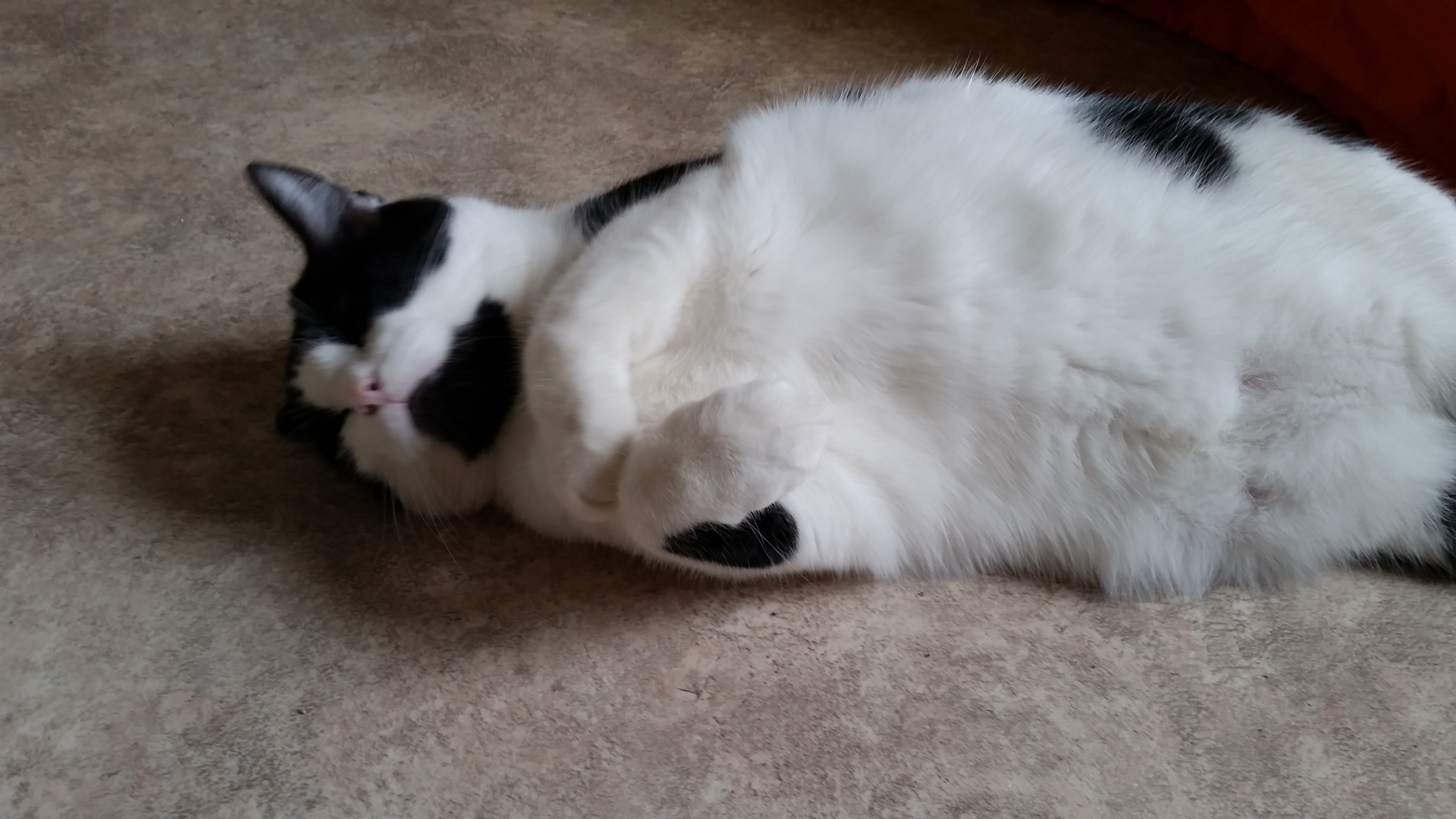 SKY, a Adoptable mixed breed in Sardinia, OH image 6/6