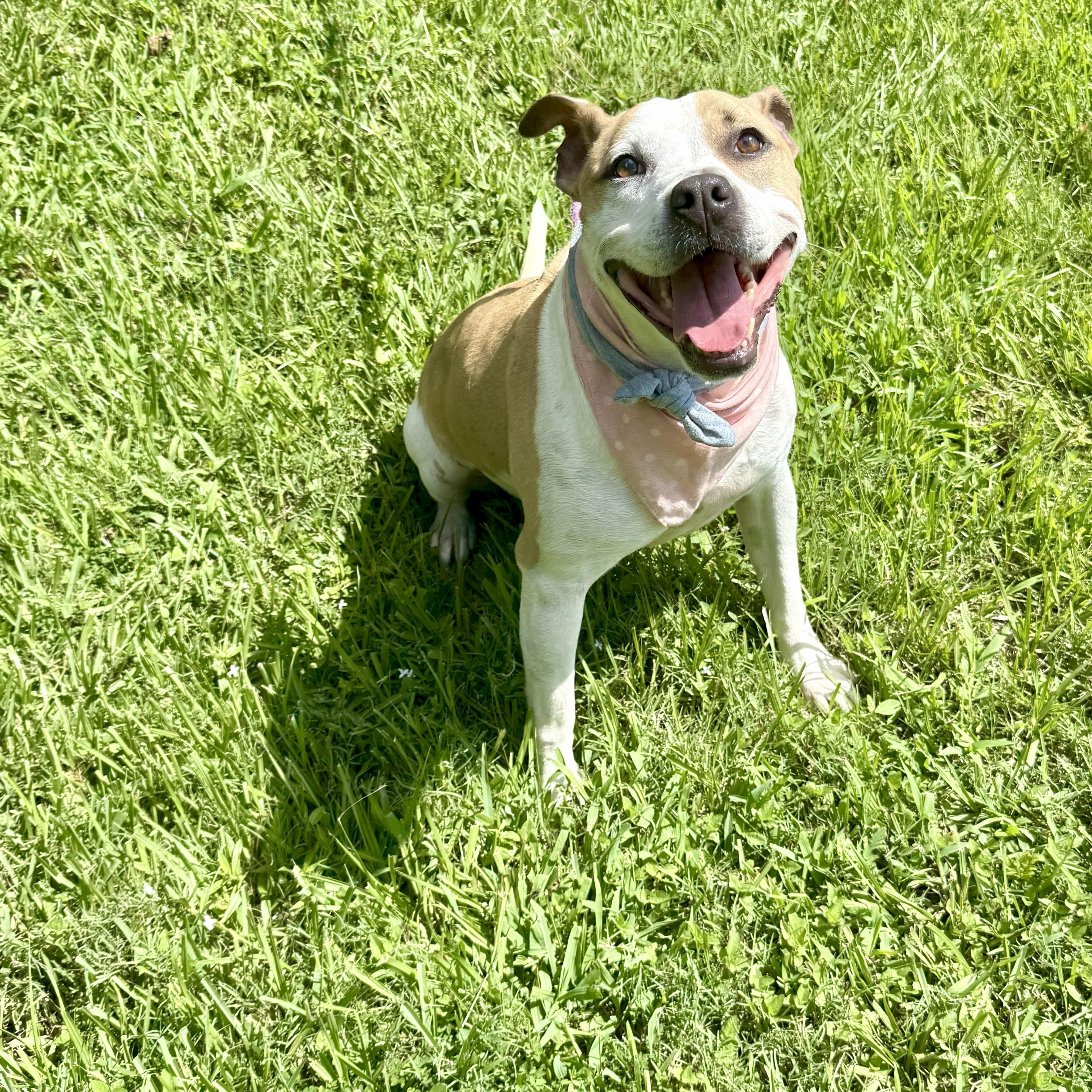 Volleyball — thumbnail 3