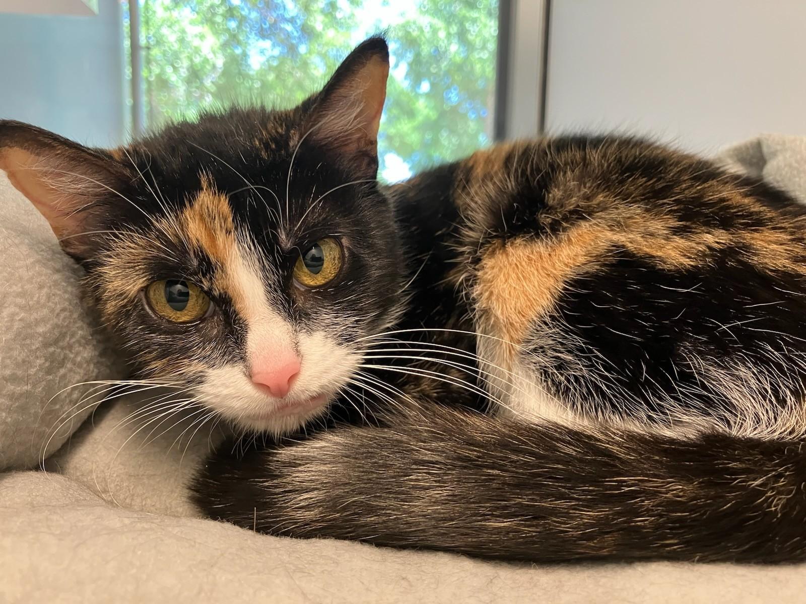 Lindy, Adult Female Calico