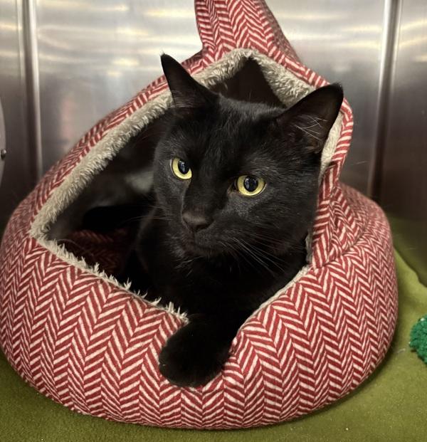 Loki, Adoptable, Adult Male Domestic Short Hair.