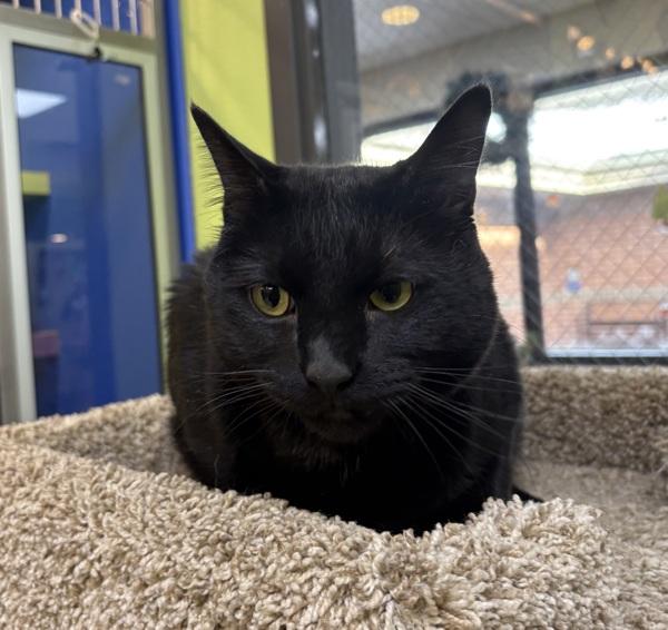 Enlarge Loki, a Adoptable mixed breed in Sioux City, IA image 3/4